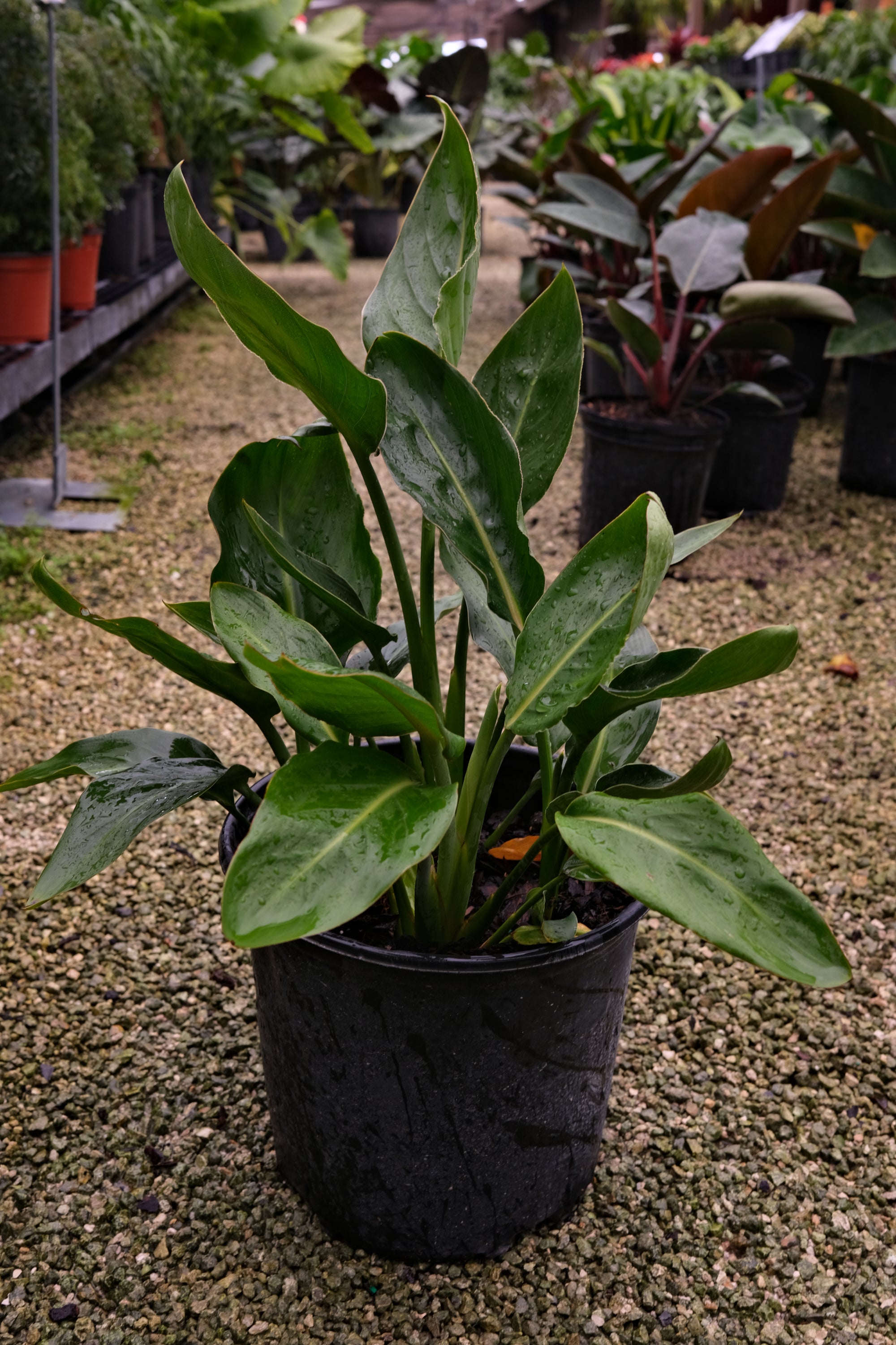 Orange Bird Of Paradise "𝑺𝒕𝒓𝒆𝒍𝒊𝒕𝒛𝒊𝒂 𝑹𝒆𝒈𝒊𝒏𝒂𝒆"