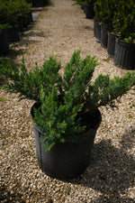 Juniper Parsoni Ground Cover "𝑱𝒖𝒏𝒊𝒑𝒆𝒓𝒖𝒔 𝑪𝒉𝒊𝒏𝒆𝒏𝒔𝒊𝒔 𝑷𝒂𝒓𝒔𝒐𝒏𝒊𝒊"