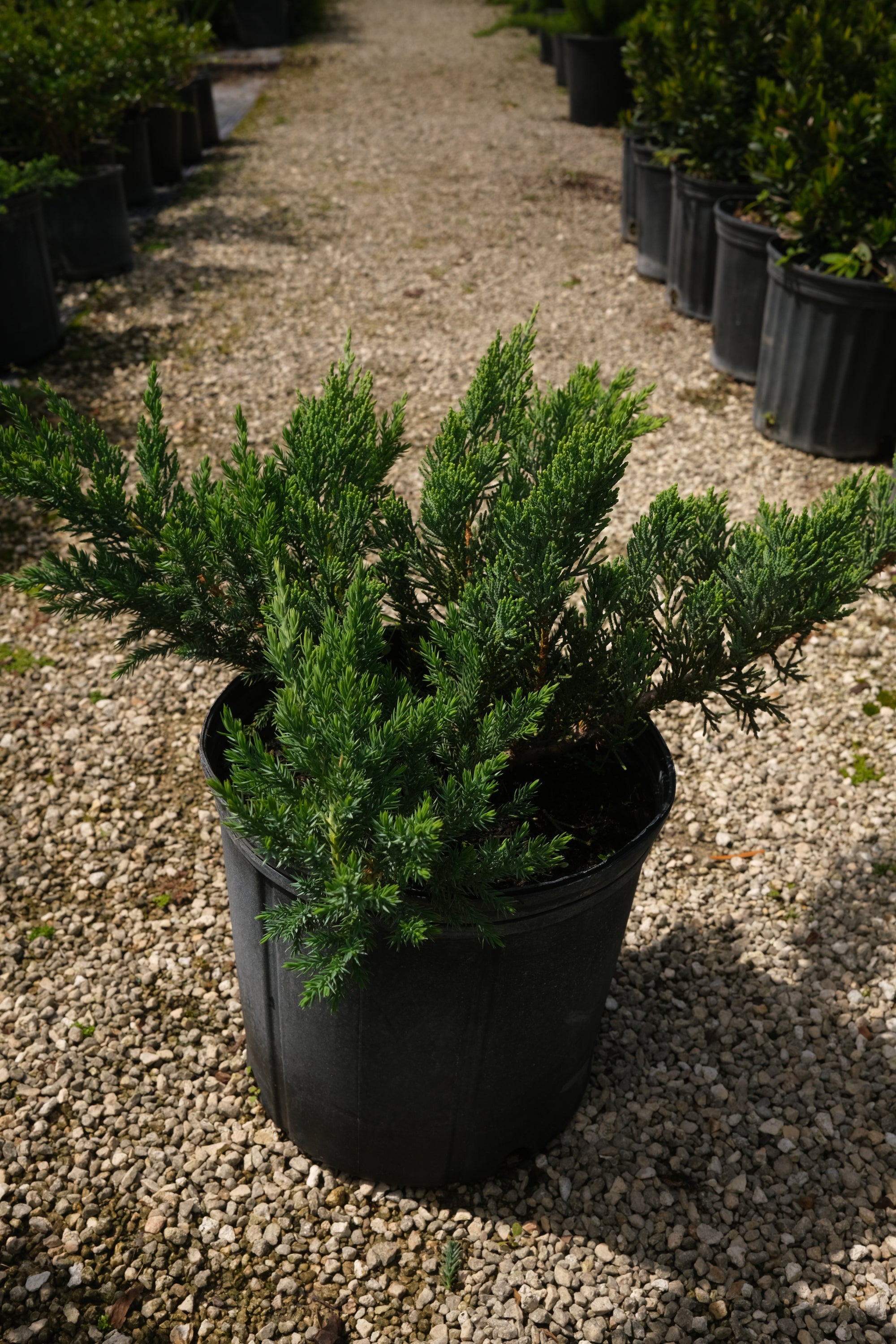 Juniper Parsoni Ground Cover "𝑱𝒖𝒏𝒊𝒑𝒆𝒓𝒖𝒔 𝑪𝒉𝒊𝒏𝒆𝒏𝒔𝒊𝒔 𝑷𝒂𝒓𝒔𝒐𝒏𝒊𝒊"