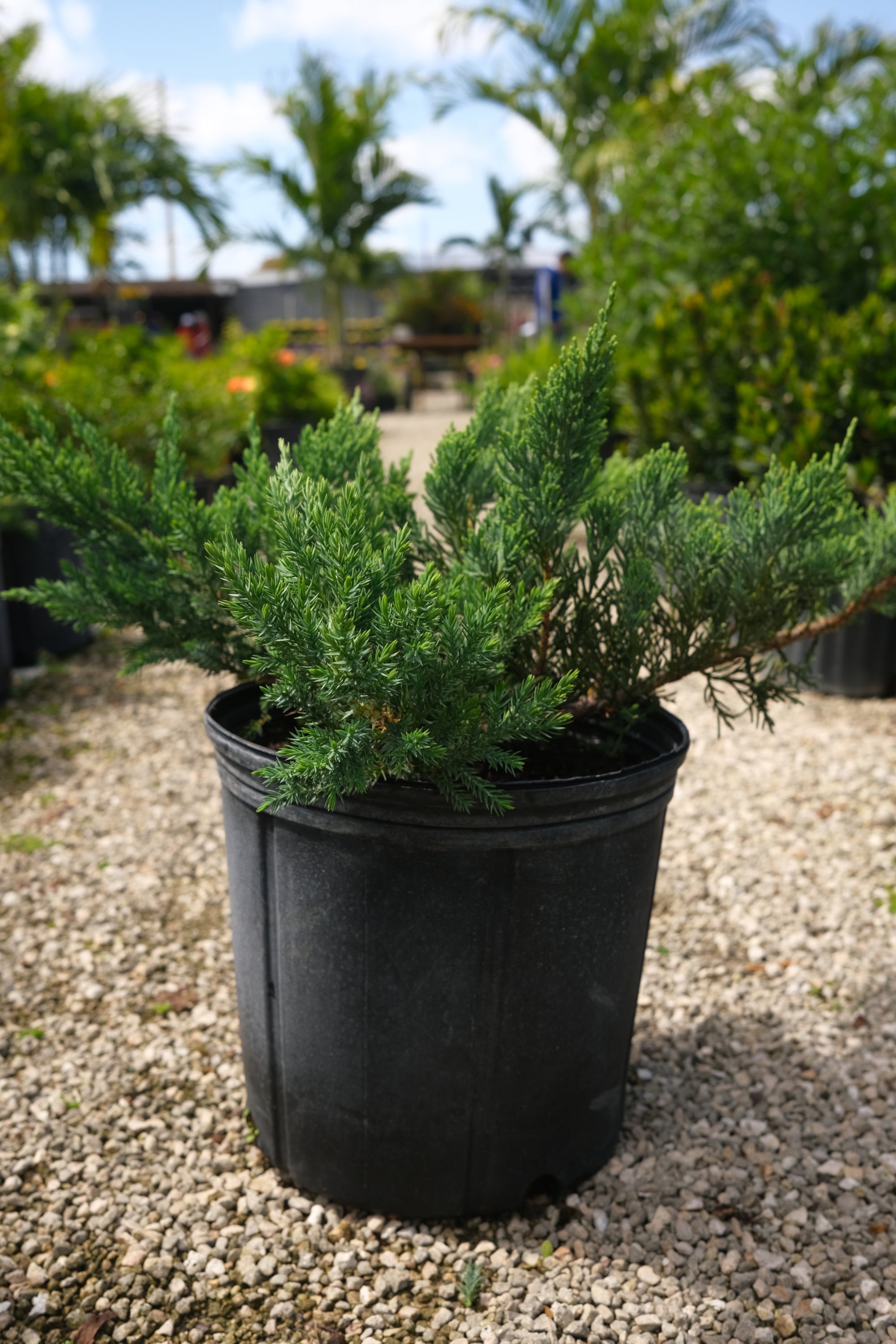 Juniper Parsoni Ground Cover "𝑱𝒖𝒏𝒊𝒑𝒆𝒓𝒖𝒔 𝑪𝒉𝒊𝒏𝒆𝒏𝒔𝒊𝒔 𝑷𝒂𝒓𝒔𝒐𝒏𝒊𝒊"