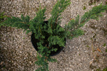 Juniper Parsoni Ground Cover "𝑱𝒖𝒏𝒊𝒑𝒆𝒓𝒖𝒔 𝑪𝒉𝒊𝒏𝒆𝒏𝒔𝒊𝒔 𝑷𝒂𝒓𝒔𝒐𝒏𝒊𝒊"