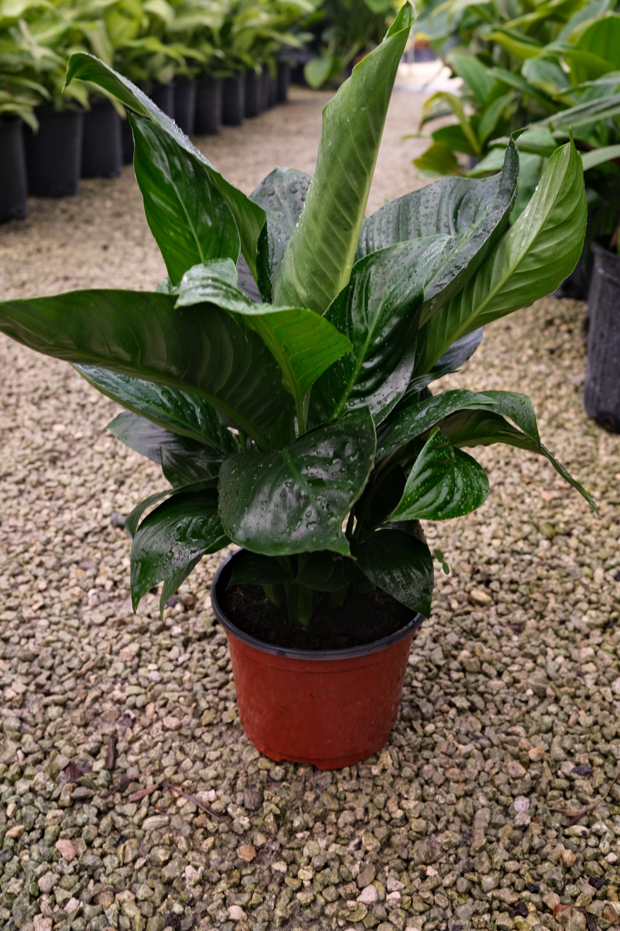 Peace Lily Sweet Pablo "𝑺𝒑𝒂𝒕𝒉𝒊𝒑𝒉𝒚𝒍𝒍𝒖𝒎 𝑺𝒘𝒆𝒆𝒕 𝑷𝒂𝒃𝒍𝒐"