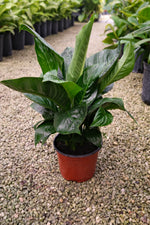 Peace Lily Sweet Pablo "𝑺𝒑𝒂𝒕𝒉𝒊𝒑𝒉𝒚𝒍𝒍𝒖𝒎 𝑺𝒘𝒆𝒆𝒕 𝑷𝒂𝒃𝒍𝒐"