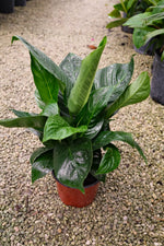 Peace Lily Sweet Pablo "𝑺𝒑𝒂𝒕𝒉𝒊𝒑𝒉𝒚𝒍𝒍𝒖𝒎 𝑺𝒘𝒆𝒆𝒕 𝑷𝒂𝒃𝒍𝒐"