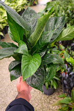 Peace Lily Sweet Pablo "𝑺𝒑𝒂𝒕𝒉𝒊𝒑𝒉𝒚𝒍𝒍𝒖𝒎 𝑺𝒘𝒆𝒆𝒕 𝑷𝒂𝒃𝒍𝒐"