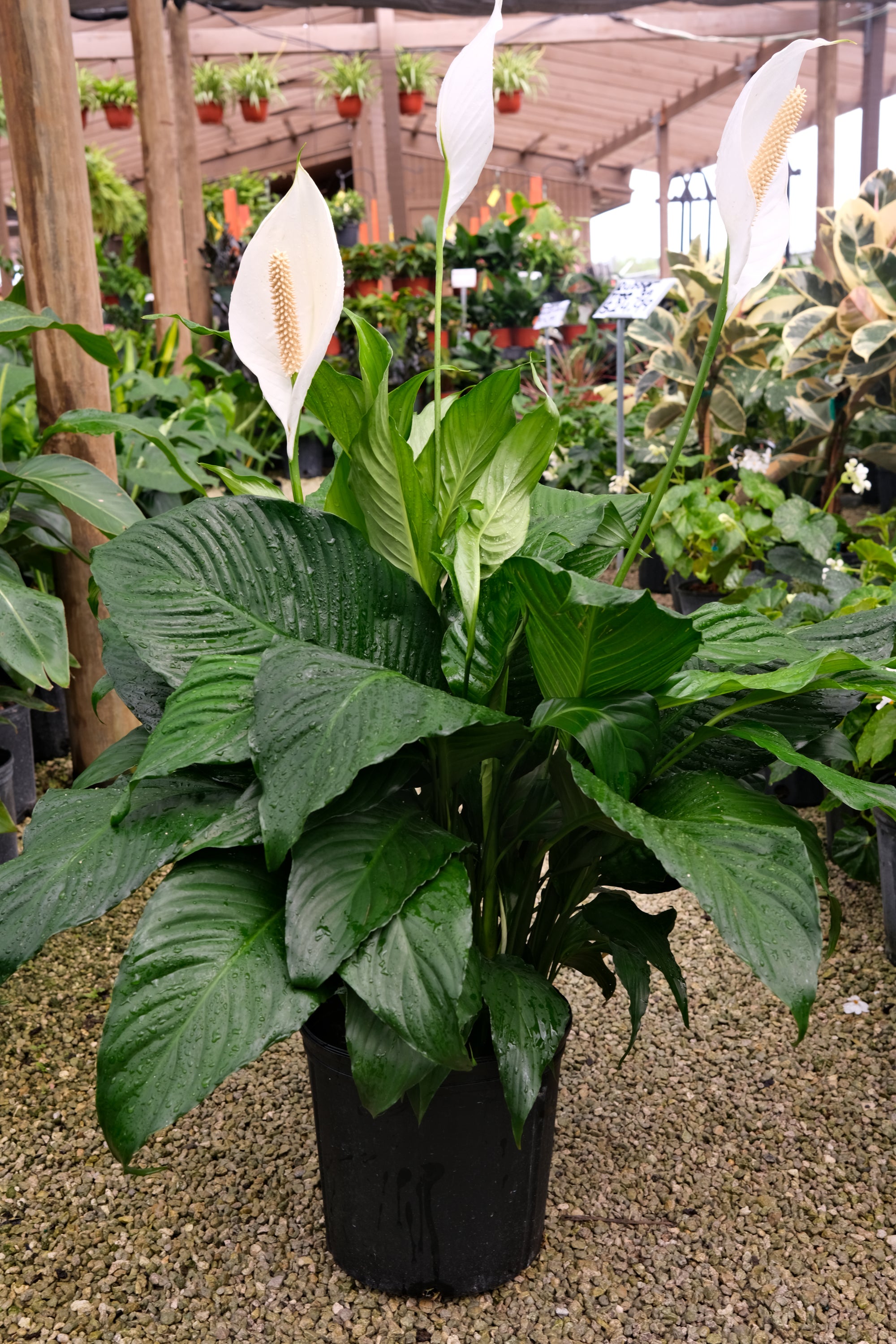Peace Lily Sweet Pablo "𝑺𝒑𝒂𝒕𝒉𝒊𝒑𝒉𝒚𝒍𝒍𝒖𝒎 𝑺𝒘𝒆𝒆𝒕 𝑷𝒂𝒃𝒍𝒐"