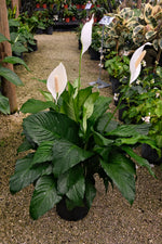 Peace Lily Sweet Pablo "𝑺𝒑𝒂𝒕𝒉𝒊𝒑𝒉𝒚𝒍𝒍𝒖𝒎 𝑺𝒘𝒆𝒆𝒕 𝑷𝒂𝒃𝒍𝒐"