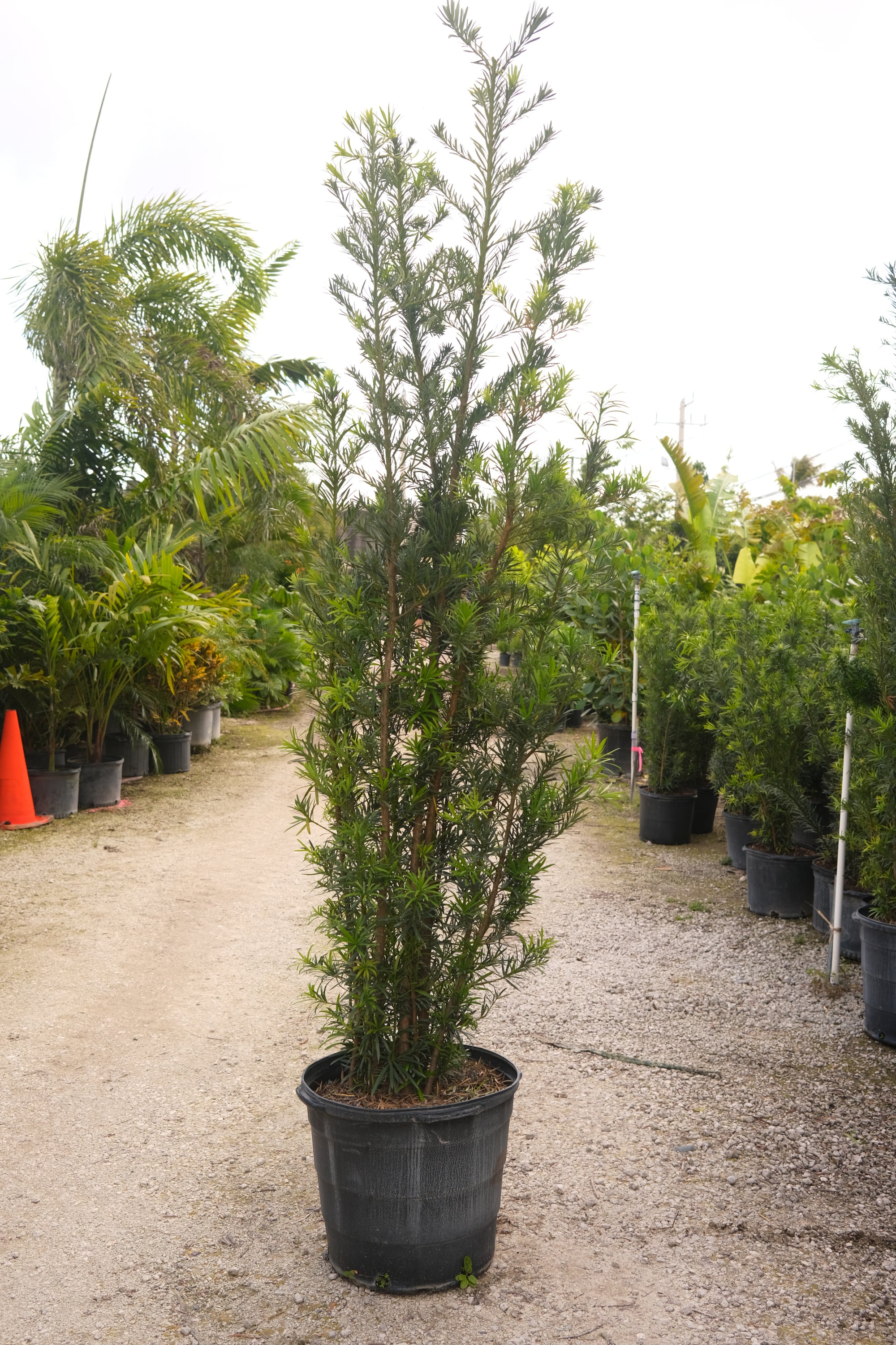 Podocarpus Maki Hedge "𝑴𝒂𝒄𝒓𝒐𝒑𝒉𝒚𝒍𝒍𝒖𝒔 𝑽𝒂𝒓. 𝑴𝒂𝒌𝒊'