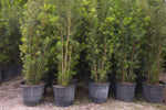 Podocarpus Maki Hedge "𝑴𝒂𝒄𝒓𝒐𝒑𝒉𝒚𝒍𝒍𝒖𝒔 𝑽𝒂𝒓. 𝑴𝒂𝒌𝒊'