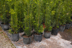 Podocarpus Maki Hedge "𝑴𝒂𝒄𝒓𝒐𝒑𝒉𝒚𝒍𝒍𝒖𝒔 𝑽𝒂𝒓. 𝑴𝒂𝒌𝒊'