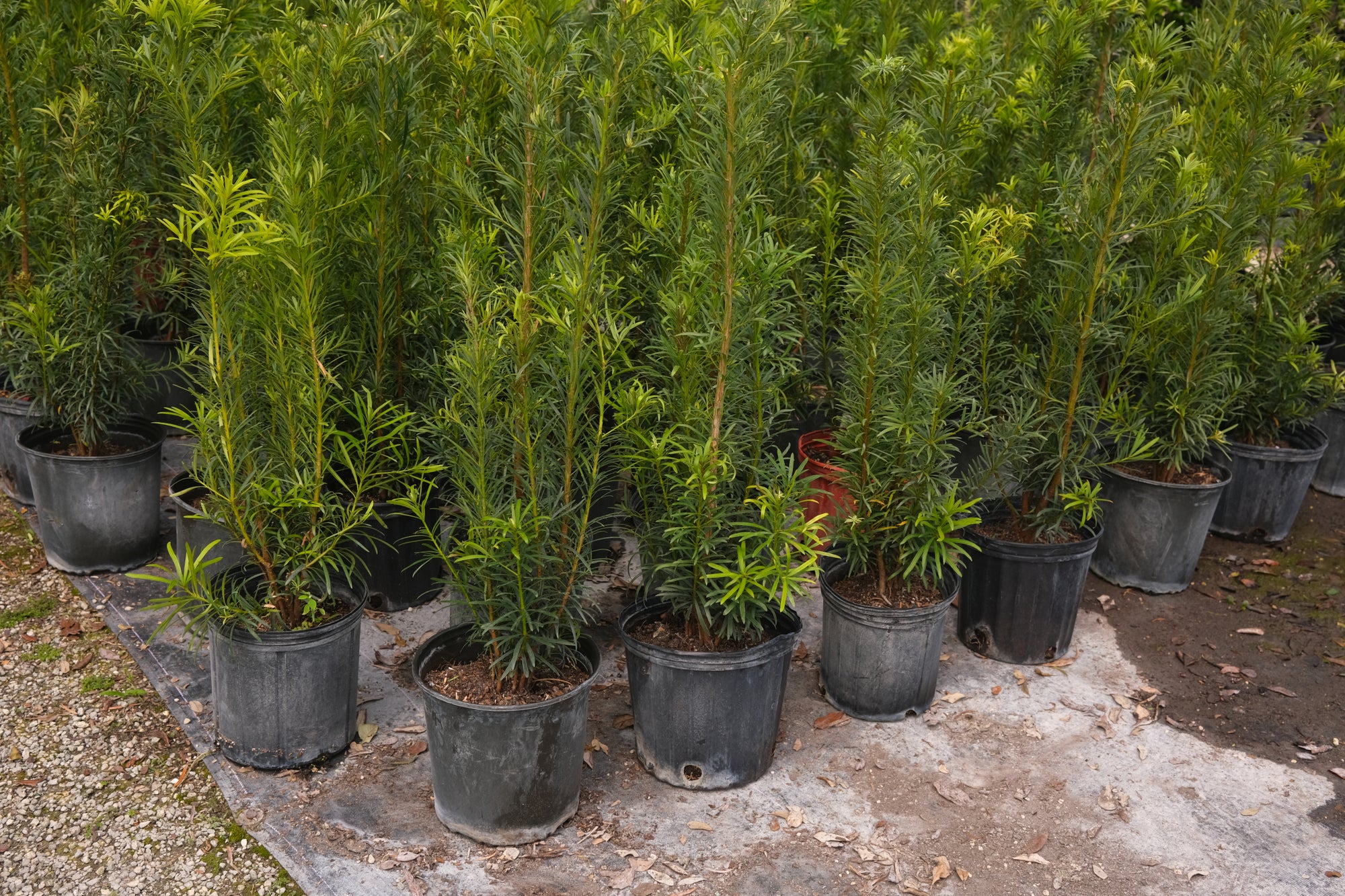 Podocarpus Maki Hedge "𝑴𝒂𝒄𝒓𝒐𝒑𝒉𝒚𝒍𝒍𝒖𝒔 𝑽𝒂𝒓. 𝑴𝒂𝒌𝒊'