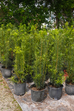 Podocarpus Maki Hedge "𝑴𝒂𝒄𝒓𝒐𝒑𝒉𝒚𝒍𝒍𝒖𝒔 𝑽𝒂𝒓. 𝑴𝒂𝒌𝒊'