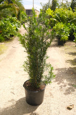 Podocarpus Maki Hedge "𝑴𝒂𝒄𝒓𝒐𝒑𝒉𝒚𝒍𝒍𝒖𝒔 𝑽𝒂𝒓. 𝑴𝒂𝒌𝒊'