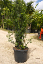 Podocarpus Maki Hedge "𝑴𝒂𝒄𝒓𝒐𝒑𝒉𝒚𝒍𝒍𝒖𝒔 𝑽𝒂𝒓. 𝑴𝒂𝒌𝒊'