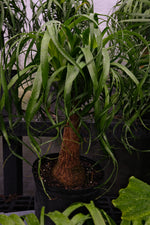 Pony tail palm “𝓑𝓮𝓪𝓾𝓬𝓪𝓻𝓷𝓮𝓪 𝓻𝓮𝓬𝓾𝓻𝓿𝓪𝓽𝓪”