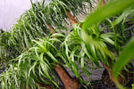 Pony tail palm “𝓑𝓮𝓪𝓾𝓬𝓪𝓻𝓷𝓮𝓪 𝓻𝓮𝓬𝓾𝓻𝓿𝓪𝓽𝓪”