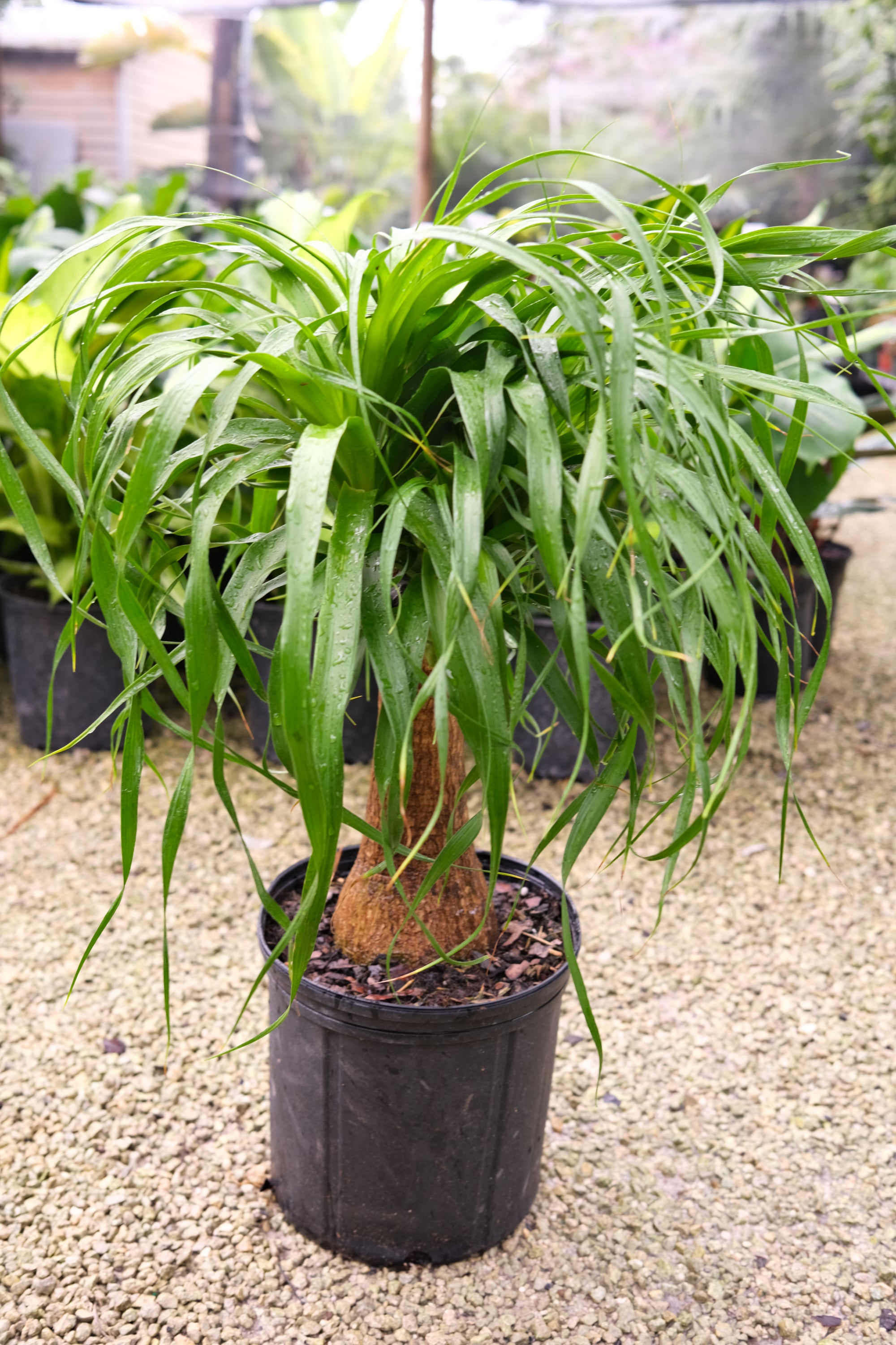 Pony tail palm “𝓑𝓮𝓪𝓾𝓬𝓪𝓻𝓷𝓮𝓪 𝓻𝓮𝓬𝓾𝓻𝓿𝓪𝓽𝓪”