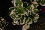 Pothos N Joy "𝑬𝒑𝒊𝒑𝒓𝒆𝒎𝒏𝒖𝒎 𝑨𝒖𝒓𝒆𝒖𝒎"