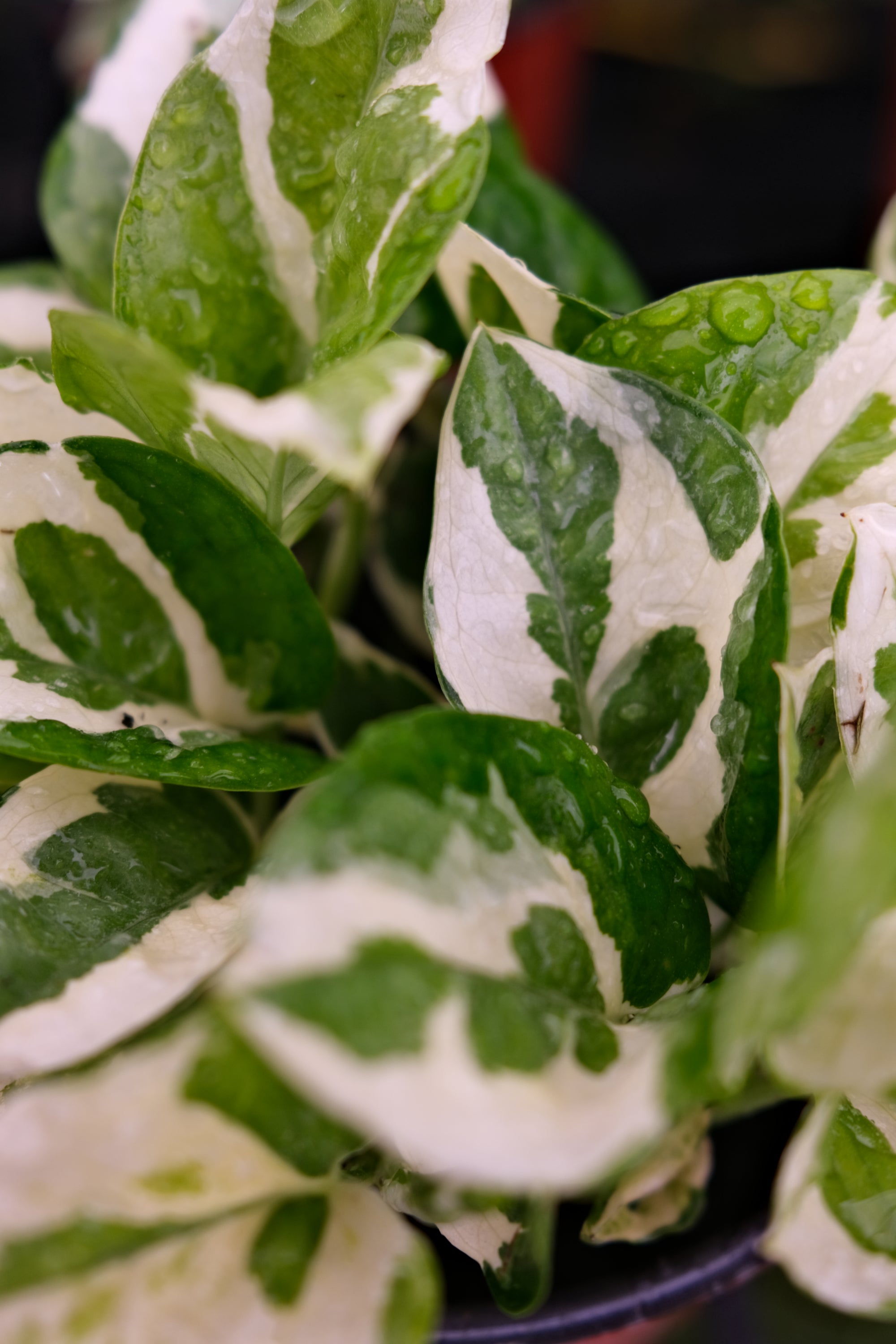 Pothos N Joy "𝑬𝒑𝒊𝒑𝒓𝒆𝒎𝒏𝒖𝒎 𝑨𝒖𝒓𝒆𝒖𝒎"