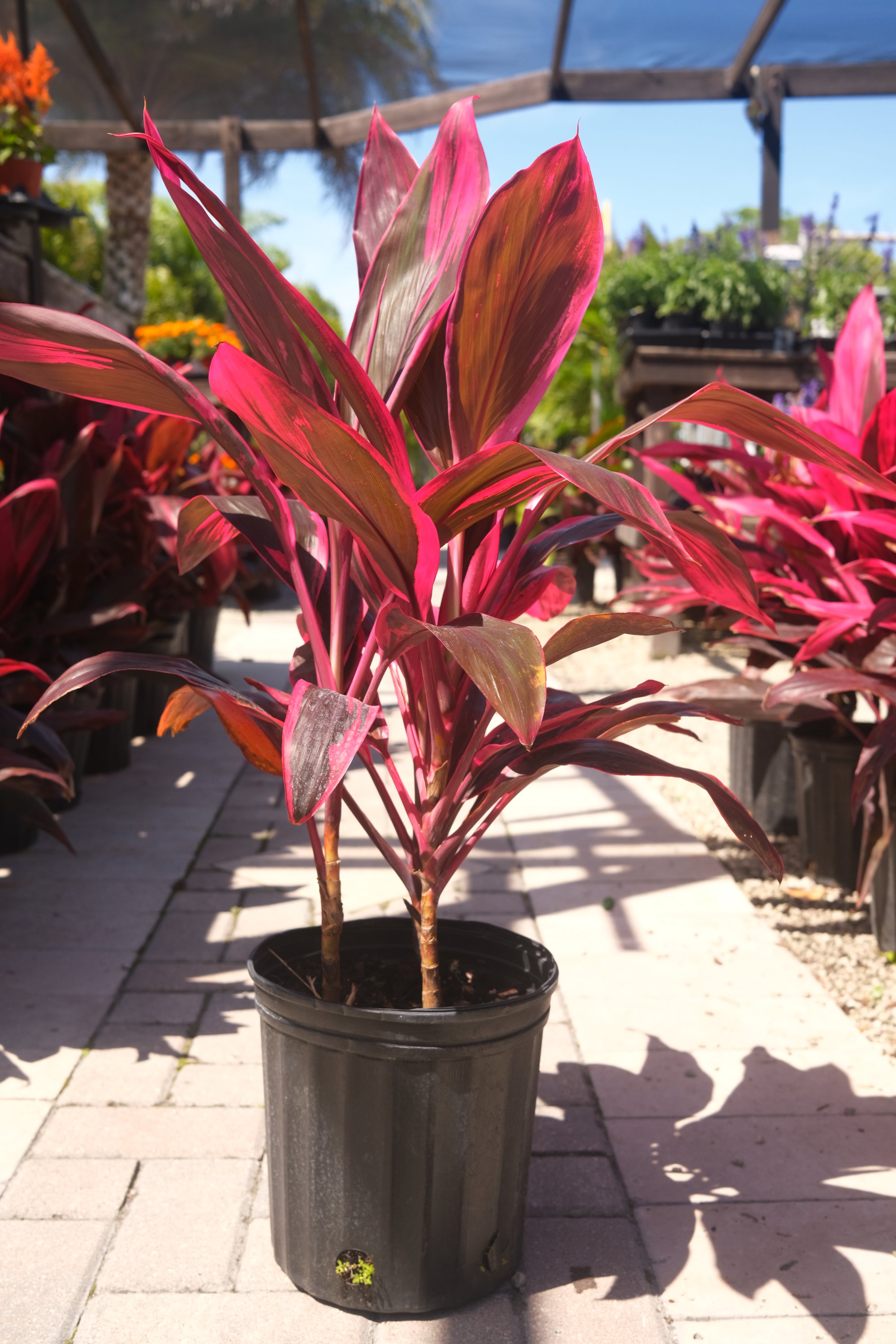 Cordyline Red Sister "𝑪𝒐𝒓𝒅𝒚𝒍𝒊𝒏𝒆 𝑭𝒓𝒖𝒕𝒊𝒄𝒐𝒔𝒂"