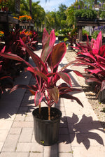 Cordyline Red Sister "𝑪𝒐𝒓𝒅𝒚𝒍𝒊𝒏𝒆 𝑭𝒓𝒖𝒕𝒊𝒄𝒐𝒔𝒂"