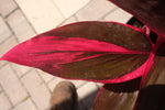 Cordyline Red Sister "𝑪𝒐𝒓𝒅𝒚𝒍𝒊𝒏𝒆 𝑭𝒓𝒖𝒕𝒊𝒄𝒐𝒔𝒂"