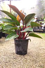 Philodendron Red Congo "𝑻𝒂𝒕𝒆𝒊 𝑪𝒐𝒏𝒈𝒐 𝑹𝒐𝒋𝒐"
