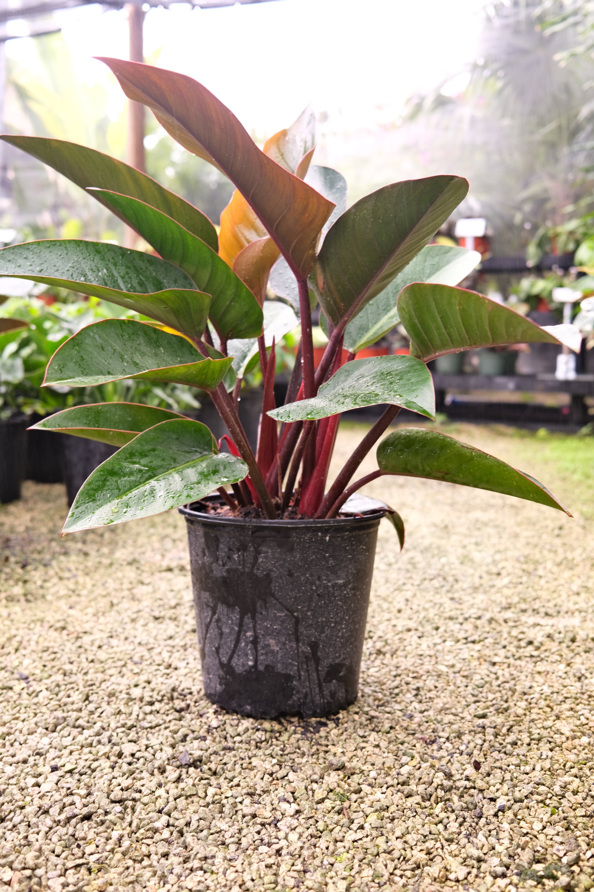 Philodendron Red Congo "𝑻𝒂𝒕𝒆𝒊 𝑪𝒐𝒏𝒈𝒐 𝑹𝒐𝒋𝒐"