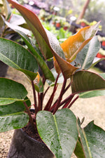 Philodendron Red Congo "𝑻𝒂𝒕𝒆𝒊 𝑪𝒐𝒏𝒈𝒐 𝑹𝒐𝒋𝒐"