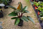 Philodendron Red Congo "𝑻𝒂𝒕𝒆𝒊 𝑪𝒐𝒏𝒈𝒐 𝑹𝒐𝒋𝒐"