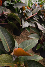 Philodendron Red Congo "𝑻𝒂𝒕𝒆𝒊 𝑪𝒐𝒏𝒈𝒐 𝑹𝒐𝒋𝒐"