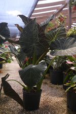 Alocasia "𝑹𝒆𝒈𝒂𝒍 𝑺𝒉𝒊𝒆𝒍𝒅"