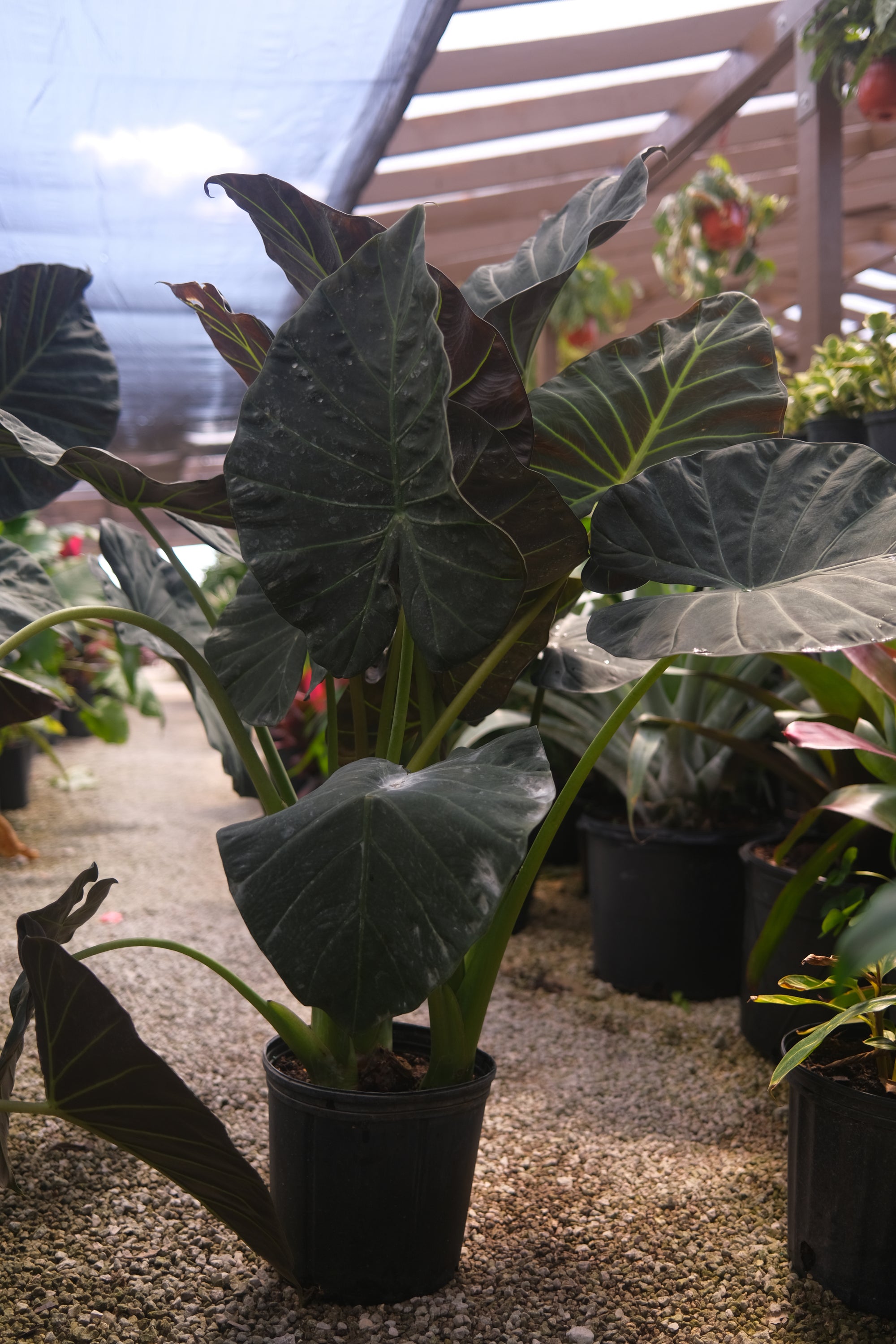 Alocasia "𝑹𝒆𝒈𝒂𝒍 𝑺𝒉𝒊𝒆𝒍𝒅"