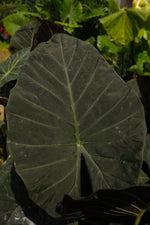 Alocasia "𝑹𝒆𝒈𝒂𝒍 𝑺𝒉𝒊𝒆𝒍𝒅"
