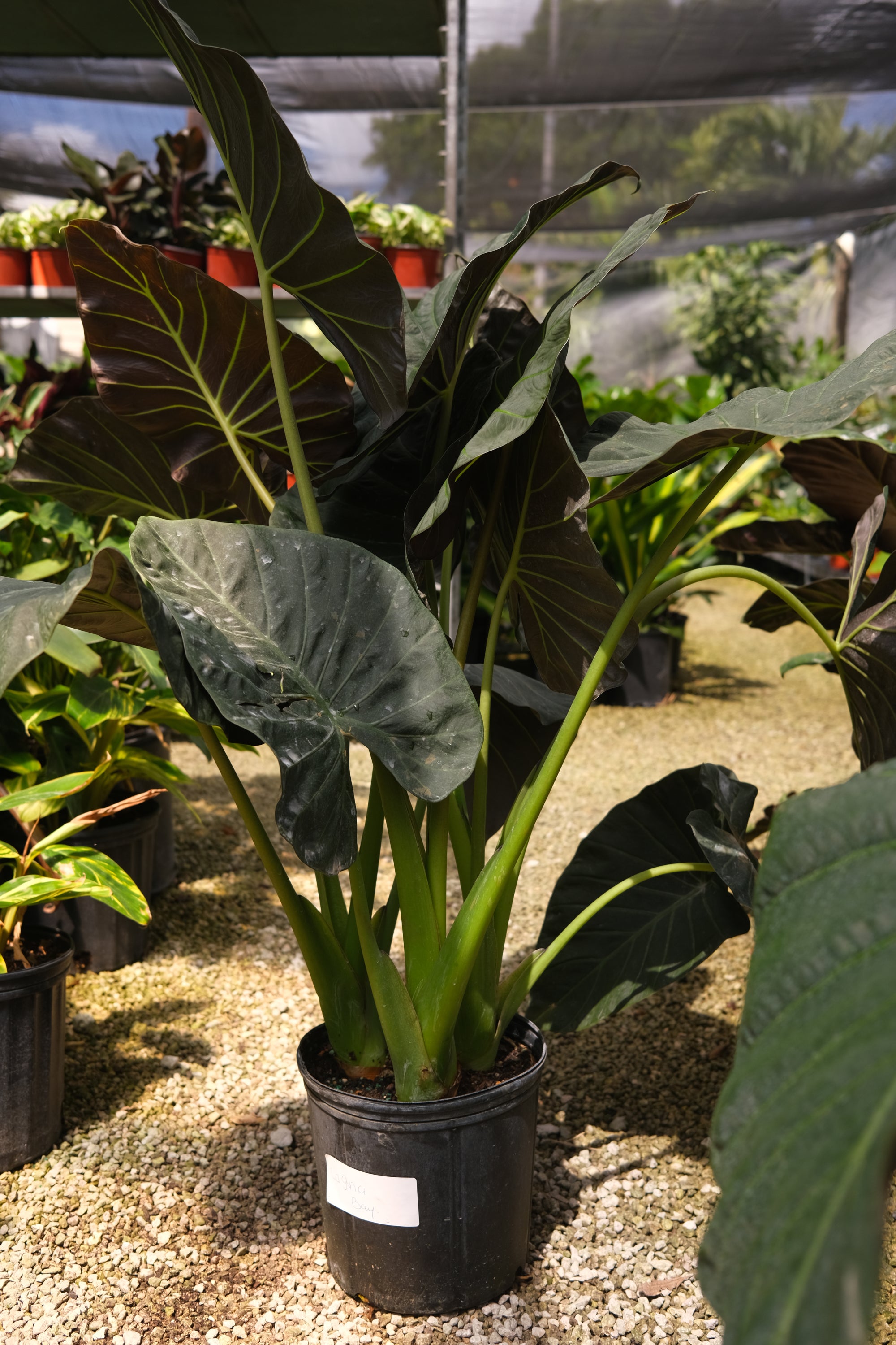 Alocasia "𝑹𝒆𝒈𝒂𝒍 𝑺𝒉𝒊𝒆𝒍𝒅"