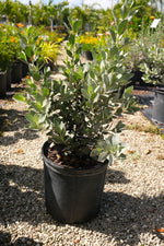 Silver Button Wood Hedge "𝑪𝒐𝒏𝒐𝒄𝒂𝒓𝒑𝒖𝒔 𝑬𝒓𝒆𝒄𝒕𝒖𝒔"