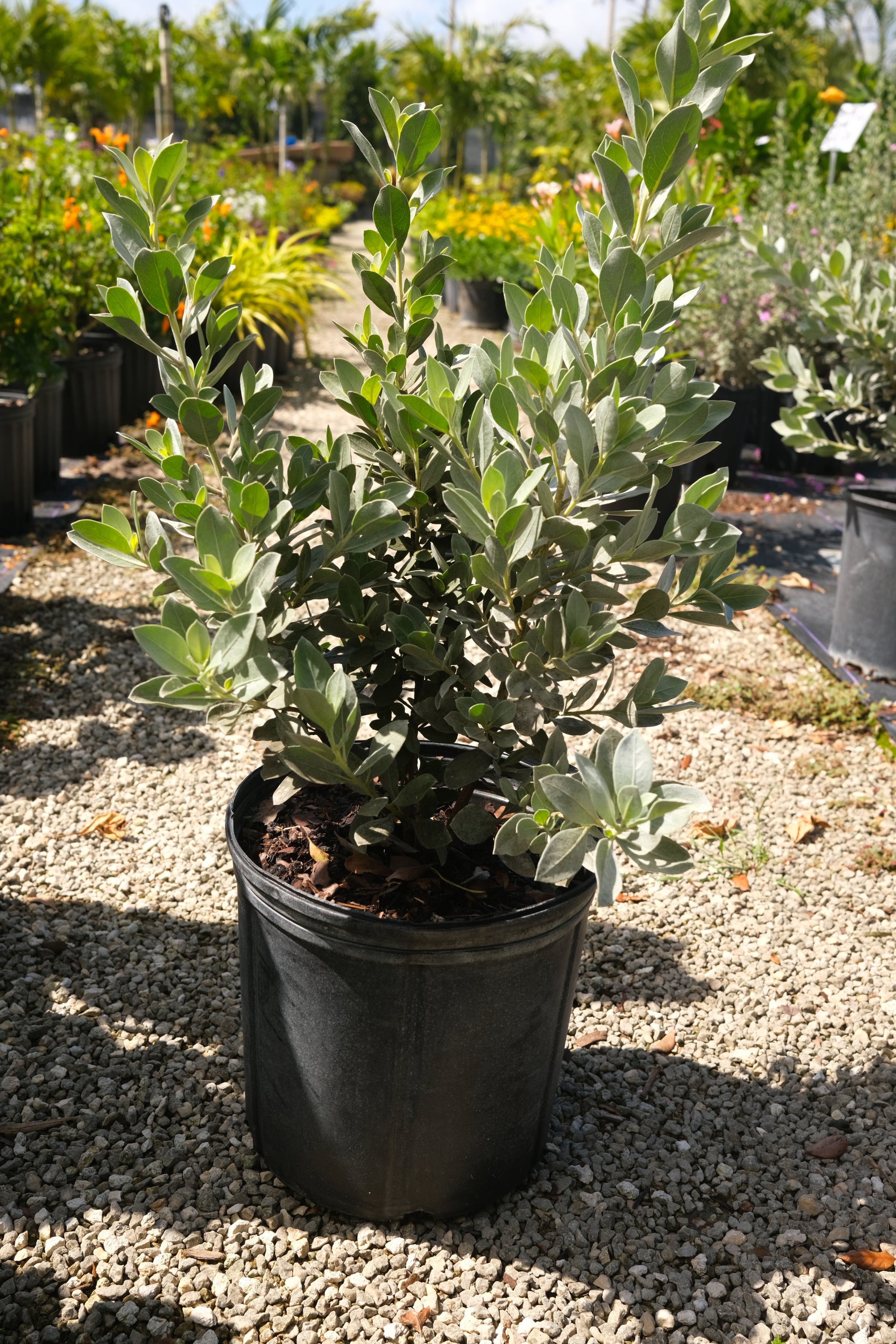 Silver Button Wood Hedge "𝑪𝒐𝒏𝒐𝒄𝒂𝒓𝒑𝒖𝒔 𝑬𝒓𝒆𝒄𝒕𝒖𝒔"