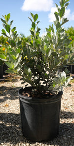 Silver Button Wood Hedge "𝑪𝒐𝒏𝒐𝒄𝒂𝒓𝒑𝒖𝒔 𝑬𝒓𝒆𝒄𝒕𝒖𝒔"