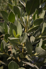 Silver Button Wood Hedge "𝑪𝒐𝒏𝒐𝒄𝒂𝒓𝒑𝒖𝒔 𝑬𝒓𝒆𝒄𝒕𝒖𝒔"
