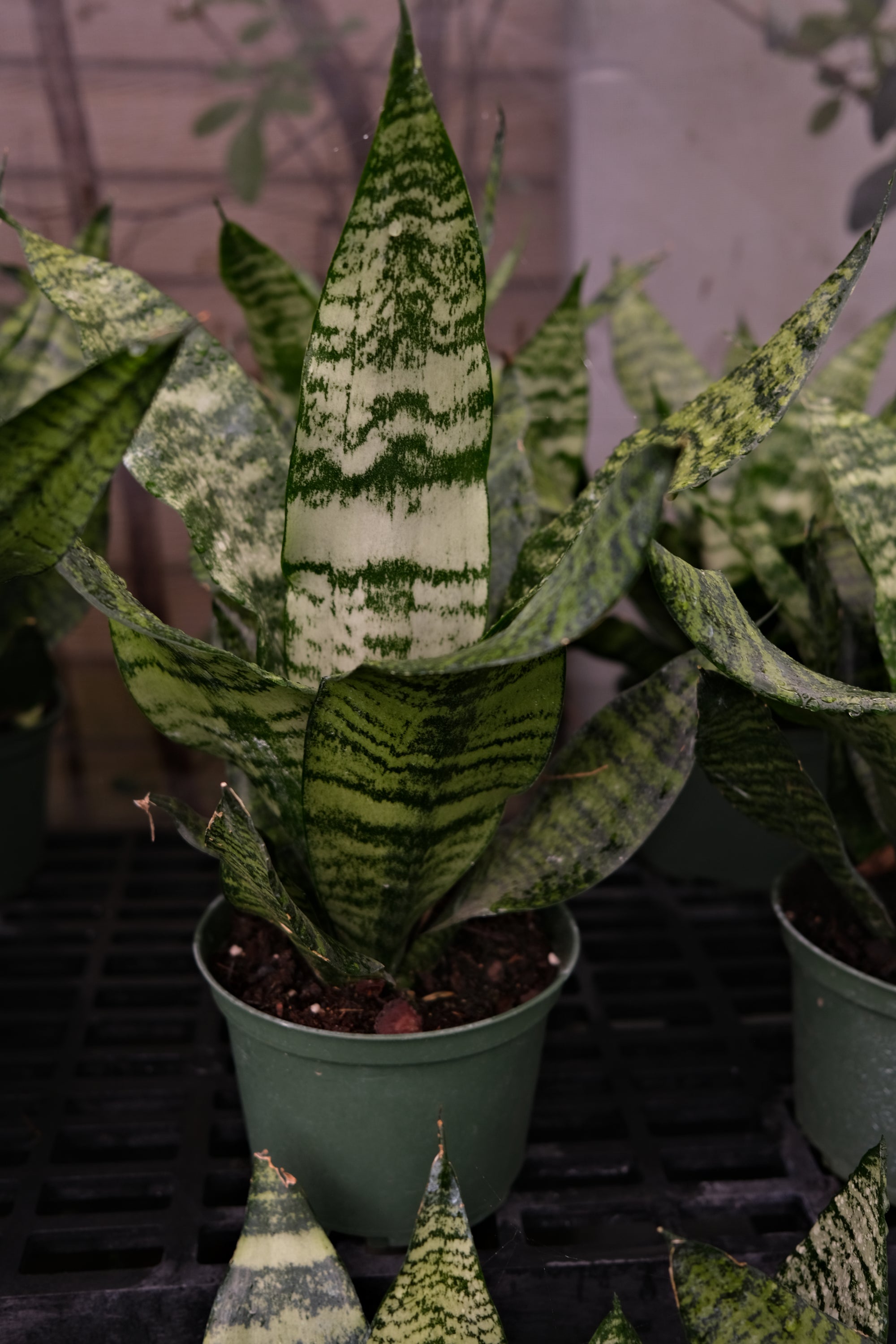 Snake Plant "𝑹𝒐𝒃𝒖𝒔𝒕𝒂"