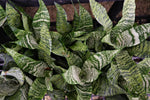 Snake Plant "𝑹𝒐𝒃𝒖𝒔𝒕𝒂"