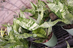 Snake Plant "𝑹𝒐𝒃𝒖𝒔𝒕𝒂"