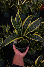 Snake Plant "𝑺𝒖𝒑𝒆𝒓𝒃𝒂"
