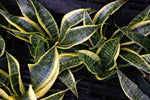 Snake Plant "𝑺𝒖𝒑𝒆𝒓𝒃𝒂"