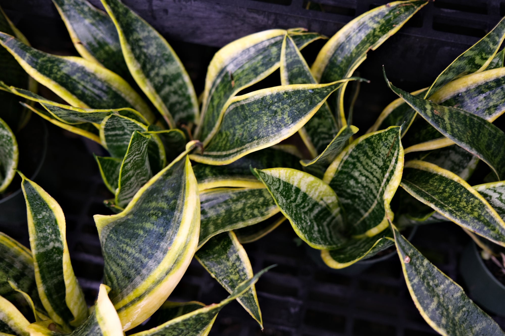 Snake Plant "𝑺𝒖𝒑𝒆𝒓𝒃𝒂"