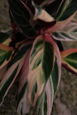 Stromanthe "𝑻𝒓𝒊𝒐𝑺𝒕𝒂𝒓"