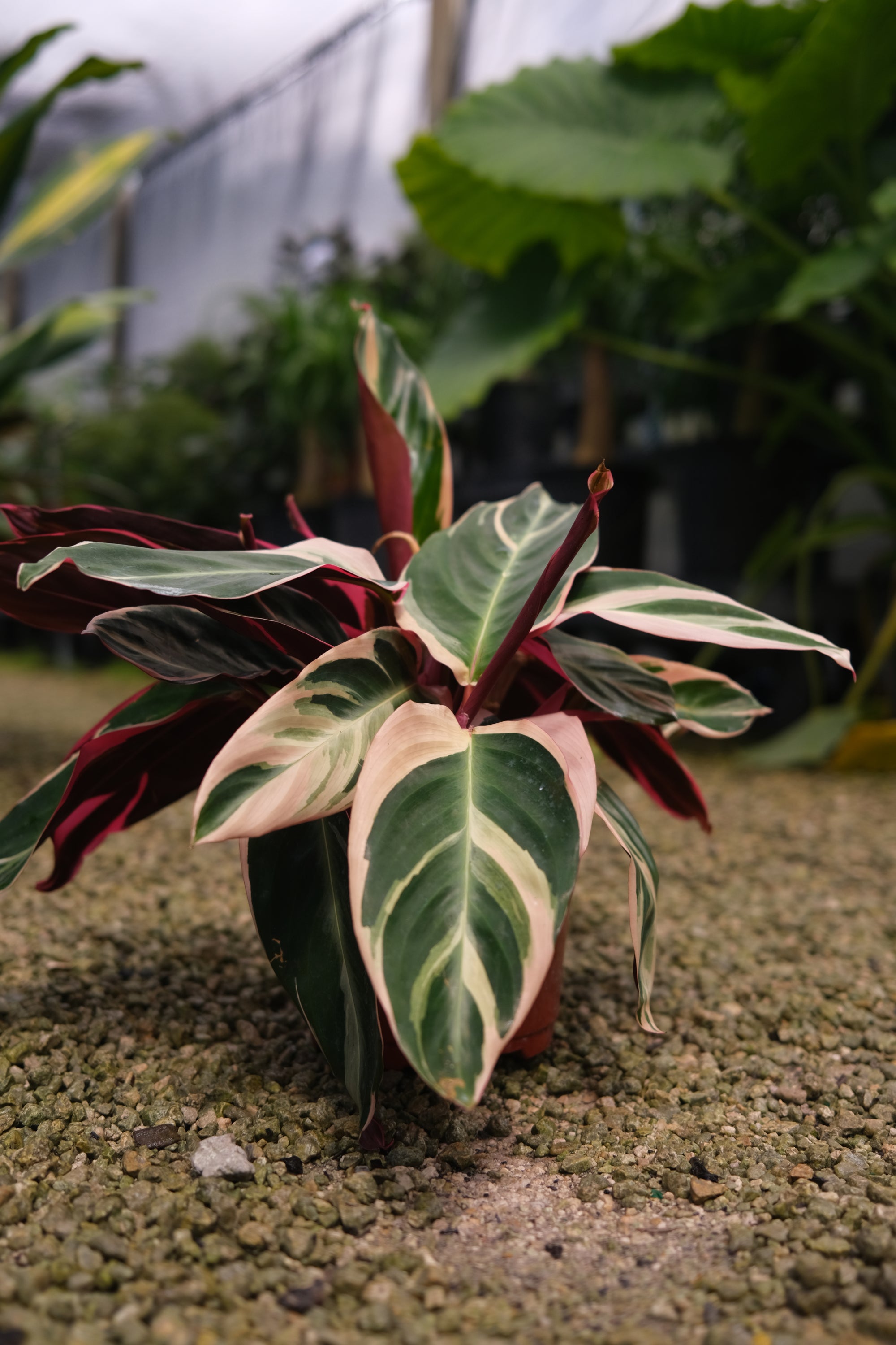 Stromanthe "𝑻𝒓𝒊𝒐𝑺𝒕𝒂𝒓"