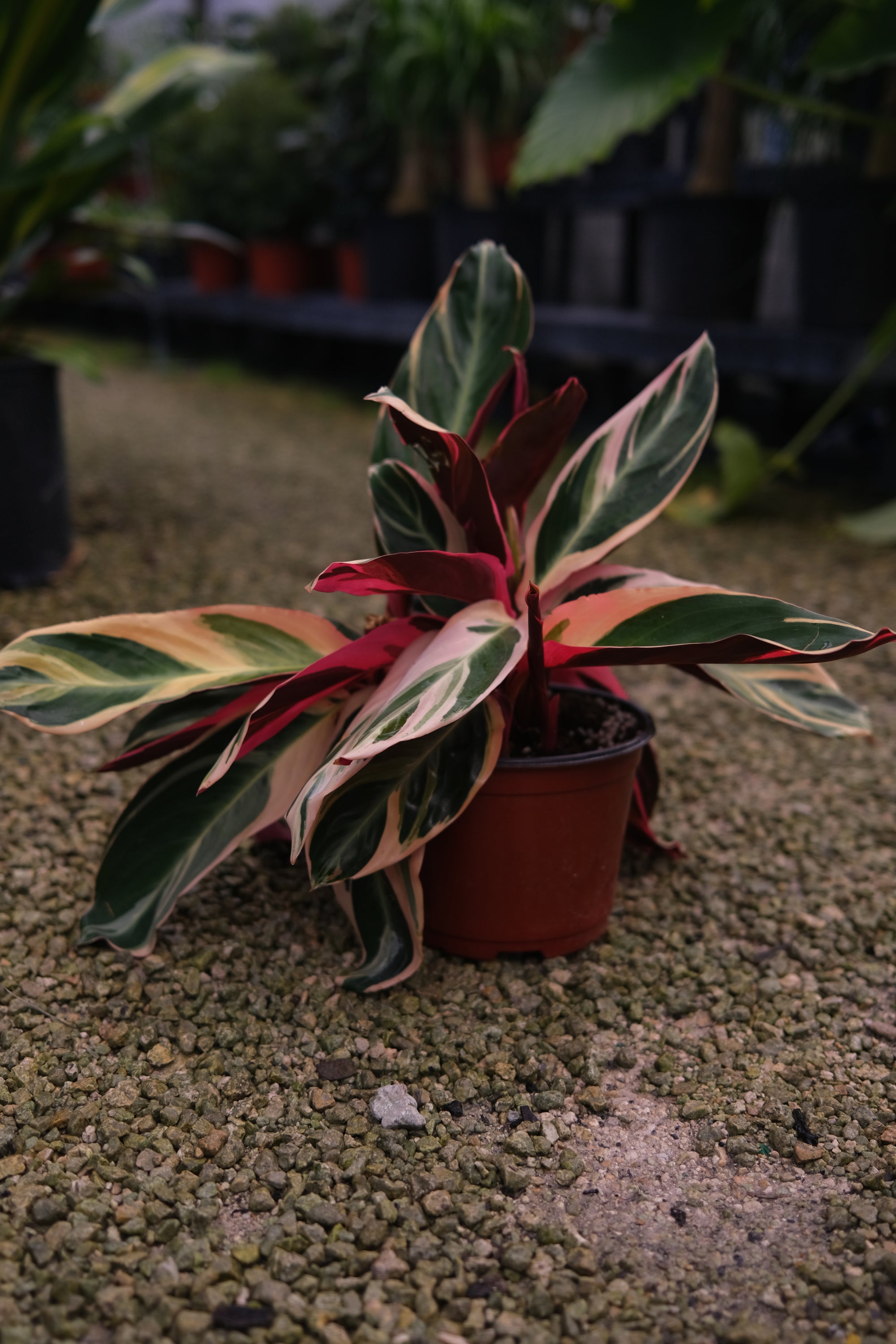Stromanthe "𝑻𝒓𝒊𝒐𝑺𝒕𝒂𝒓"
