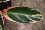 Stromanthe "𝑻𝒓𝒊𝒐𝑺𝒕𝒂𝒓"