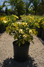 Arboricola Trinette "𝑺𝒄𝒉𝒆𝒇𝒇𝒍𝒆𝒓𝒂"